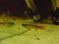     
: Apistogramma agassizii Double Red 2.jpg
: 451
:	257.3 
ID:	489699