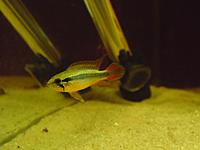     
: Apistogramma agassizii Double Red 3.jpg
: 443
:	234.2 
ID:	489700