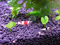     
: shrimp3-l1.jpg
: 520
:	293.3 
ID:	491785