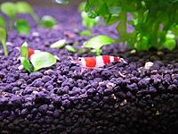     
: shrimp3-left2.jpg
: 515
:	276.2 
ID:	491791