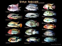     
: vieja-spec.jpg
: 498
:	76.4 
ID:	520217