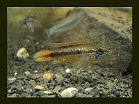     
: Apistogramma agassizii RED TAIL AA092.jpg
: 320
:	182.7 
ID:	91468