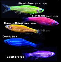     
: glofish4.jpg
: 421
:	20.0 
ID:	587475