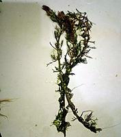     
:   (Myriophyllum cf. aquaticum Red Stem).jpg
: 83
:	190.5 
ID:	686156