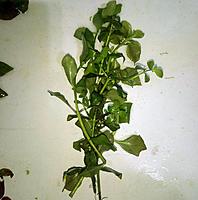     
:    (Ludwigia palustris green).jpg
: 76
:	176.9 
ID:	686158