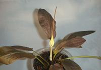     
: thwaitesii 1997.jpg
: 669
:	73.2 
ID:	286023