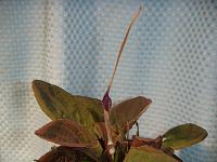     
: thwaitesii Ratnapora.jpg
: 633
:	103.1 
ID:	286031