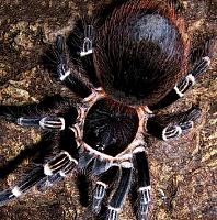     
: animals-acanthoscurria-brocklehursti-1631.jpg
: 741
:	68.9 
ID:	106800