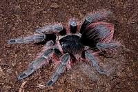     
: Acanthoscurria.jpg
: 684
:	84.8 
ID:	106886