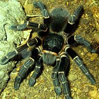     
: Acanthoscurria_juruenicola_0_1.jpg
: 642
:	344.1 
ID:	107430