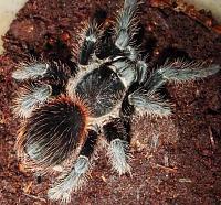     
: Lasiodora striatipes.jpg
: 345
:	79.3 
ID:	108425