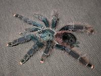     
: Avicularia braunshauseni.jpg
: 468
:	191.9 
ID:	108976