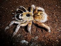     
: Ceratogyrus_brachycephalus__3_.jpg
: 466
:	266.6 
ID:	111544