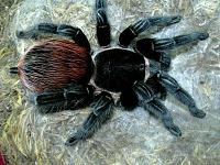     
: 1264593418_Brachypelma%20epicureanum.jpg
: 392
:	48.6 
ID:	111978