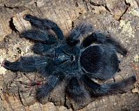     
: Avicularia geroldi.jpg
: 266
:	289.2 
ID:	171995