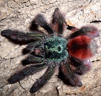     
: Avicularia versicolor.jpg
: 272
:	221.8 
ID:	171997