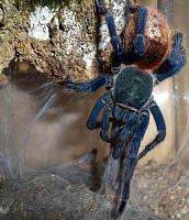     
: Chromatopelma cyaneopubescens.jpg
: 255
:	224.3 
ID:	172001