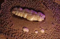     
: Burkina-termites-Le-royaume-des-peuples-obscurs-Guillaume-Mazille-et-Marie-Schneider-016.jpg
: 223
:	192.3 
ID:	209163