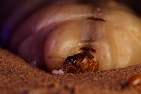     
: Burkina-termites-Le-royaume-des-peuples-obscurs-Guillaume-Mazille-et-Marie-Schneider-018.jpg
: 230
:	68.7 
ID:	209165