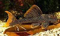     
: Scobinancistrus_aureatus_3.jpg
: 419
:	112.9 
ID:	411387