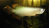     
: Green-Arowana.jpg
: 252
:	47.9 
ID:	430633