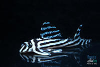     
: zebra-1.jpg
: 340
:	144.1 
ID:	462199