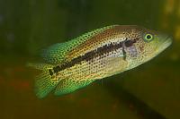    
: parachromis dovii male.jpg
: 856
:	35.8 
ID:	308302