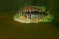    
: parachromis dovii male 1.jpg
: 801
:	26.0 
ID:	308303