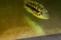     
: parachromis dovii female.jpg
: 794
:	36.5 
ID:	308304