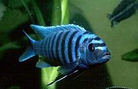     
: Pseudotropheus-zebra.jpg
: 490
:	11.6 
ID:	52662