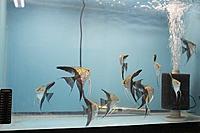     
: fwangelfish1393391407.jpg
: 671
:	58.1 
ID:	409855