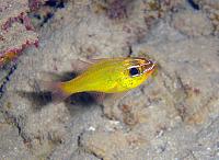     
: Yellow cardinalfish-Apogon_luteus.jpg
: 480
:	25.6 
ID:	103477