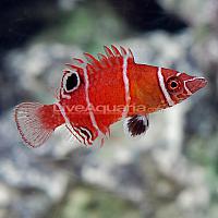     
: lg-74616-tanakas-possum-wrasse.jpg
: 429
:	53.9 
ID:	144268