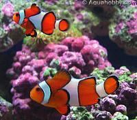     
: Amphiprion_ocellaris_3.jpg
: 818
:	21.1 
ID:	73565