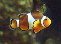     
: Clownfisch_(Amphiprion_ocellaris).jpg
: 732
:	129.9 
ID:	73567