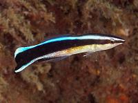     
: Labroides_dimidiatus.jpg
: 715
:	66.1 
ID:	74105