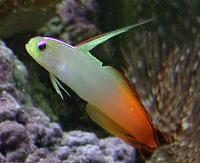     
: kcochrangoby_400.JPG
: 695
:	34.7 
ID:	74110