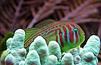     
: 300px-GrnClwnGoby.jpg
: 836
:	30.1 
ID:	74115