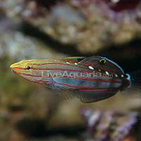     
: p-71458-court-jester-goby.jpg
: 559
:	10.6 
ID:	74446