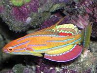     
: wrasse23.jpg
: 517
:	25.9 
ID:	74902