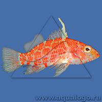     
: Plectranthias_inermis-max.jpg
: 456
:	145.4 
ID:	75315