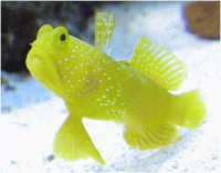     
: Gobiodon okinawae.gif
: 441
:	40.2 
ID:	75613