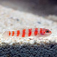     
: p-89414-Red-Striped-Goby.jpg
: 380
:	23.0 
ID:	75805