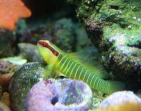     
: greenbandedelacatinus.multifasciatus.jpg
: 503
:	44.3 
ID:	75807