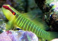     
: GreenBandGoby.jpg
: 612
:	27.2 
ID:	75808