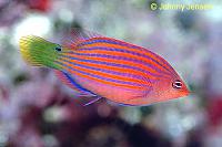     
: SixLineWrasse.JPG
: 379
:	19.4 
ID:	75839