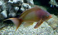     
: Pseudanthias-squamipinnis.jpg
: 410
:	61.1 
ID:	76860