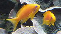     
: Pseudanthias_squamipinnis-2.jpg
: 430
:	50.2 
ID:	76861