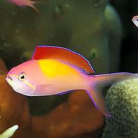     
: dispar_anthias1.jpg
: 387
:	16.4 
ID:	76863