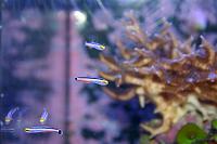     
: Mini Dart Gobies.jpg
: 658
:	82.8 
ID:	79710